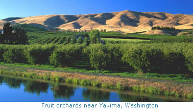 Photo: Fruit orchards near Yakima, Washington