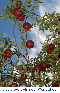 Photo: Apple orchards near Wenatchee, Washington