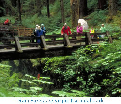 Photo: Rain Forest, Olympic National Park