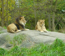 Woodland Park Zoo lions on a rock